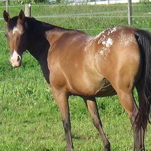 Meet your Posher, Samantha